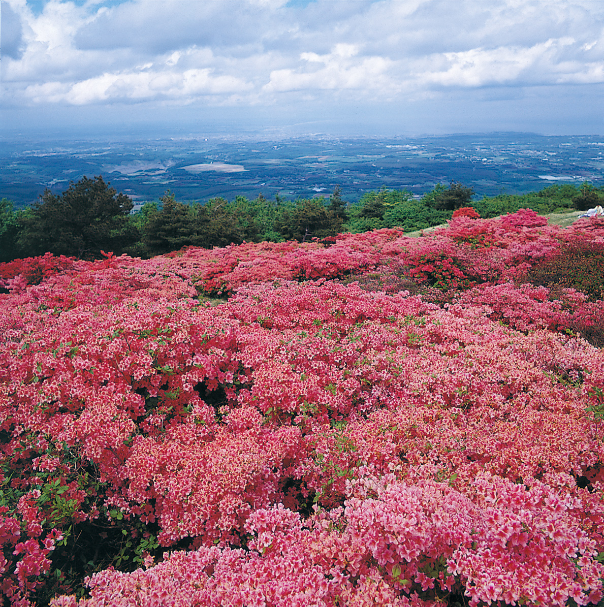 6月中旬　8合目の山つつじ